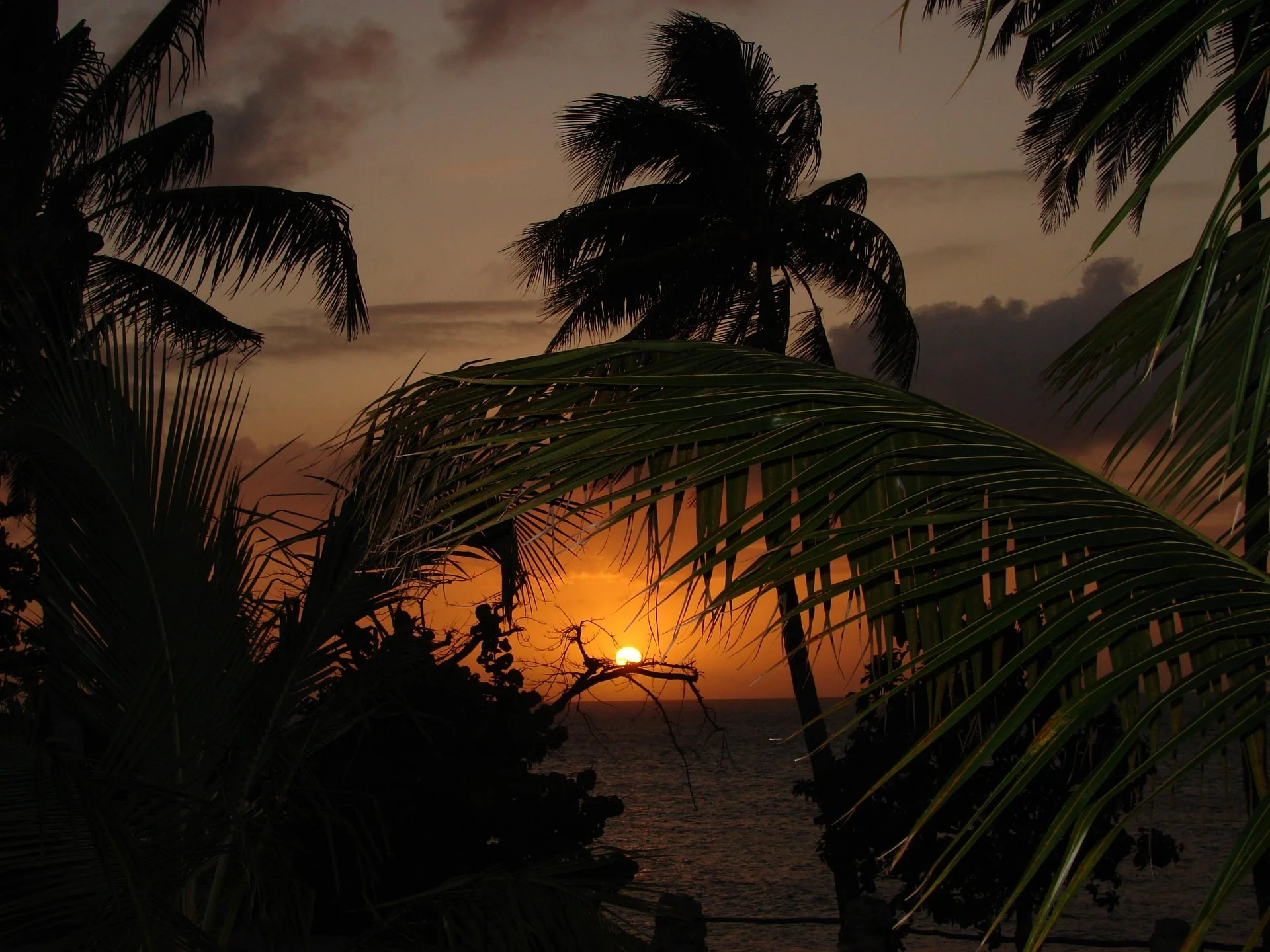 Atardecer entre palmeras