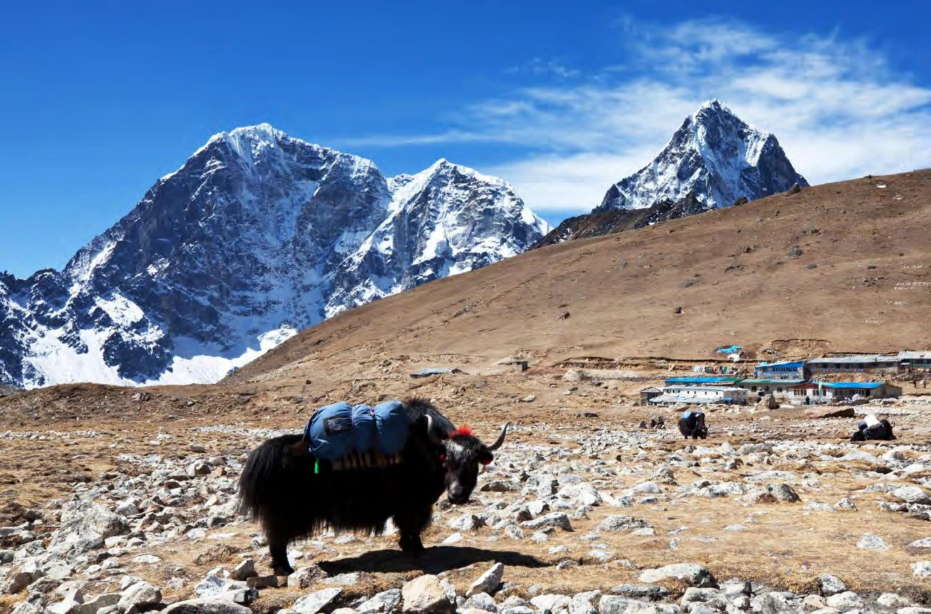 Un yak cargado frente a picos nevados del Himalaya, en Nepal