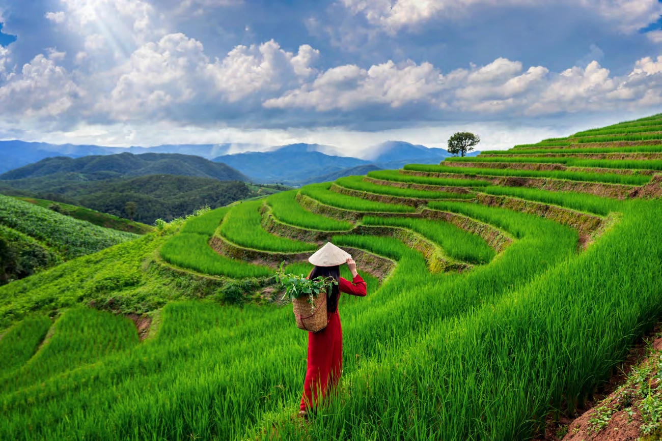 Mujer con sombrero cónico y canasto caminando entre terrazas de arroz verdes en la montaña